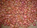 2022 NEW CROPS FRESH RED ONION