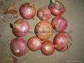 2022 NEW CROPS FRESH RED ONION 16