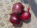 2022 NEW CROPS FRESH RED ONION 17