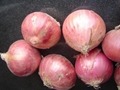 2022 NEW CROPS FRESH RED ONION 19