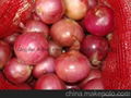 2022 CROPS FRESH RED ONION 6