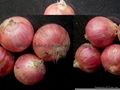 2022 CROPS FRESH RED ONION 7