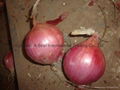 2022 CROPS FRESH RED ONION 11