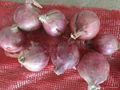 2022 CROPS FRESH RED ONION 12