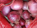 2022 CROPS FRESH RED ONION 13