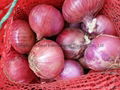 2022 CROPS FRESH RED ONION