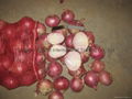 2022 CROPS FRESH RED ONION 15