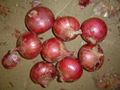 FRESH RED ONION 12