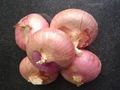 FRESH RED ONION