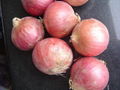 FRESH RED ONION