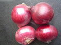 FRESH RED ONION 4