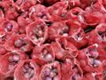 FRESH RED ONION 19