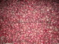 NEW CROPS FRESH RED ONIONS 12