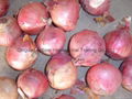 NEW CROPS FRESH RED ONIONS 2
