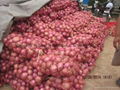 NEW CROPS FRESH RED ONIONS 13