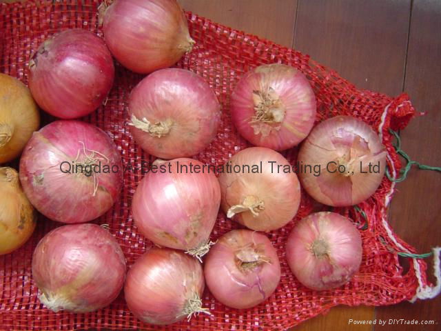 NEW CROPS FRESH RED ONIONS