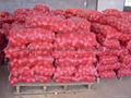 NEW CROPS FRESH RED ONIONS