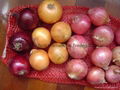 NEW CROPS FRESH RED ONIONS