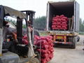 NEW CROPS FRESH RED ONIONS