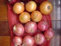 FRESH ONION 2