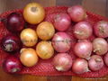 FRESH ONION 11