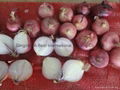 FRESH ONION 14