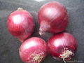 FRESH ONION