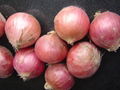 ORGANIC FRESH RED ONIONS 10