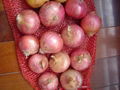 ORGANIC FRESH RED ONIONS 11