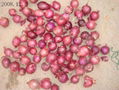 ORGANIC FRESH RED ONIONS 14