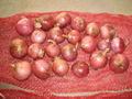 ORGANIC FRESH RED ONIONS 5