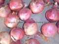 ORGANIC FRESH RED ONIONS 16