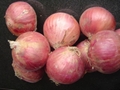 FRESH PINK ONION