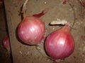 FRESH PINK ONION