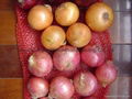 2022 CROPS FRESH YELLOW ONION 11