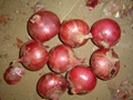 2022 NEW CROPS FRESH RED ONION