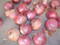 2022 NEW CROPS FRESH RED ONION 11