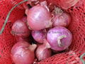 NEW FRESH PINK ONION