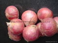 NEW FRESH PINK ONION 6