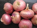 NEW FRESH PINK ONION 2