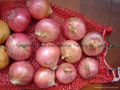 NEW FRESH PINK ONION 10