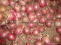 NEW FRESH PINK ONION 14