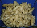 FRESH GINGER 10