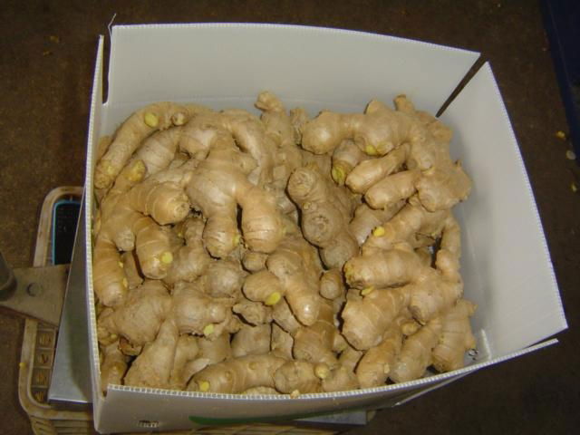 BIG FRESH AIR DRIED GINGER 4