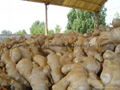 WASHED AND AIR DRIED GINGER