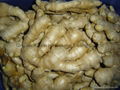 WASHED AND AIR DRIED GINGER 9