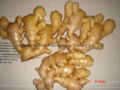 WASHED AND AIR DRIED GINGER 4