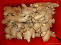 WASHED AND AIR DRIED GINGER 6