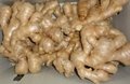 CLEARED AND AIR DRIED GINGER 1