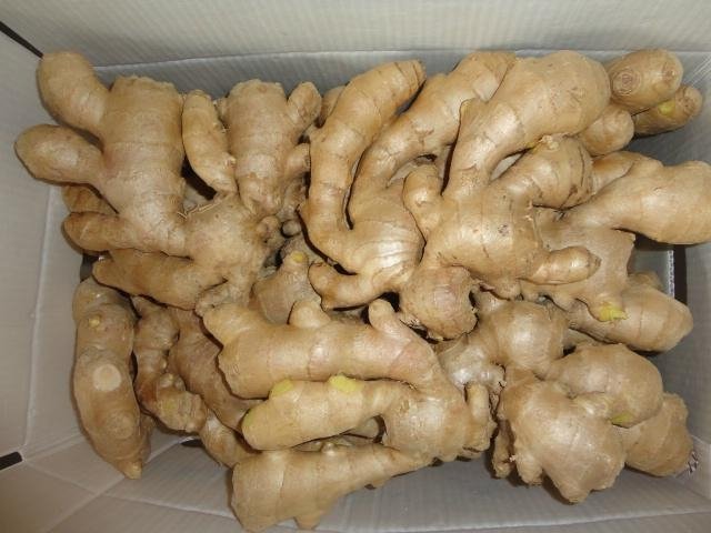 CLEARED AND AIR DRIED GINGER 8